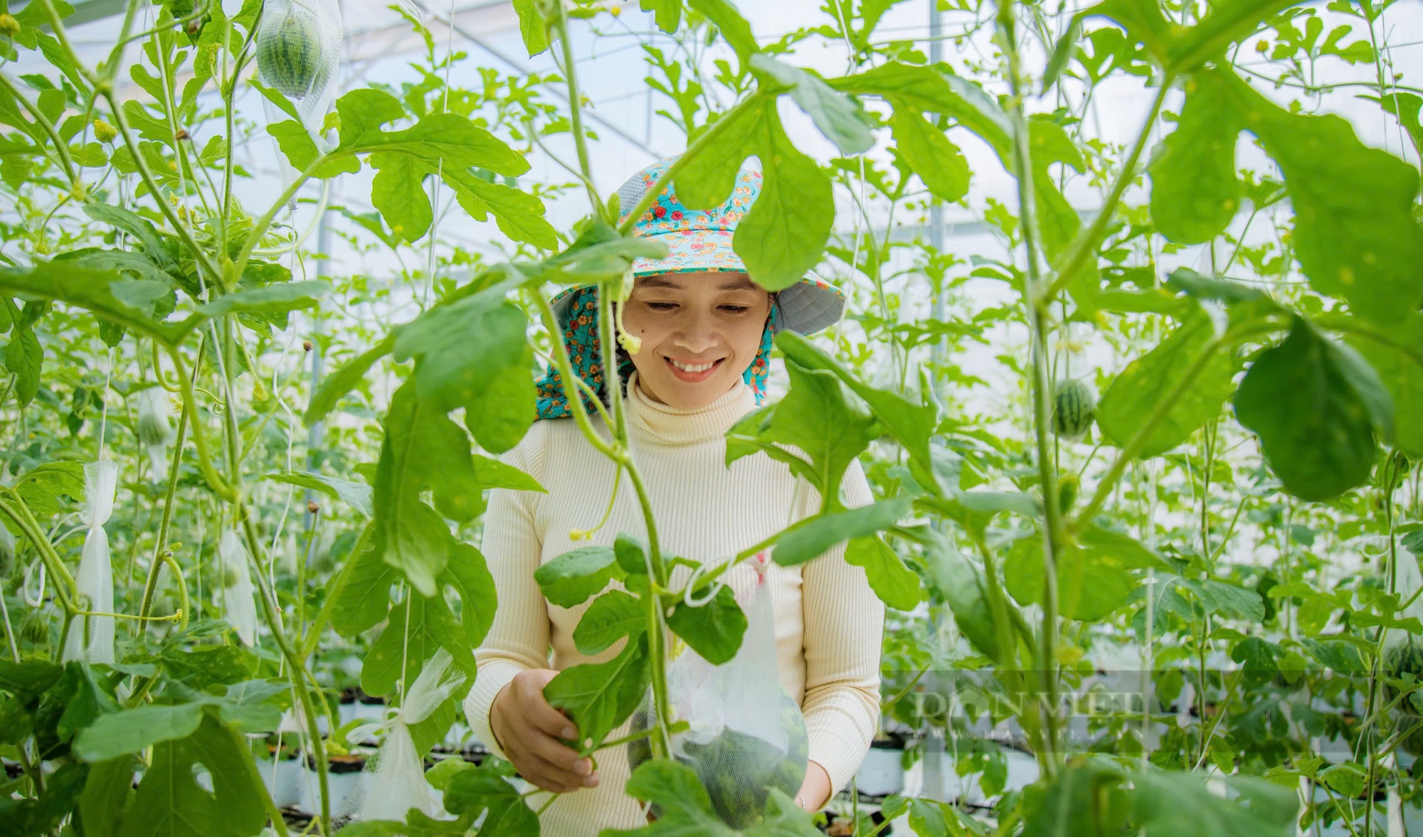 Mô hình trồng dâu nuôi tằm để làm phân hữu cơ tại Đắk Nông, mang lại doanh thu hàng chục tỷ đồng - Ảnh 2.